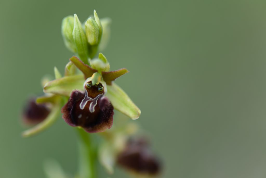 Ophrys della sezione Araniferae